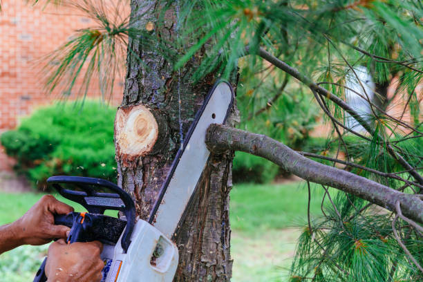 Reliable Naples, UT Tree Care  Solutions